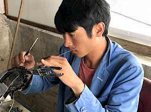 Récolte de perles de Tahiti à Rikitea. Un greffeur utilise des instruments de précisions pour retirer une perle.