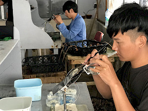 Récolte de perles de Tahiti à Rikitea. Deux greffeurs travaillent avec soin et attention.