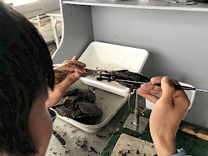 Récolte de perles de Tahiti à Rikitea. Une perle est en train d'être retirée de l'huître perlière.